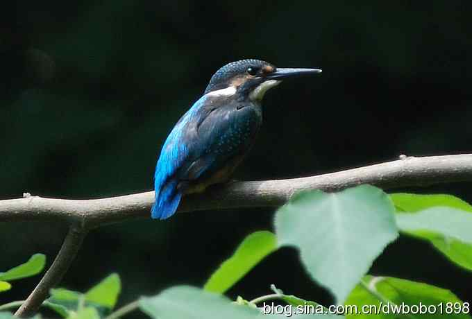 小小翠儿沐浴着父爱快乐成长--献给父亲节