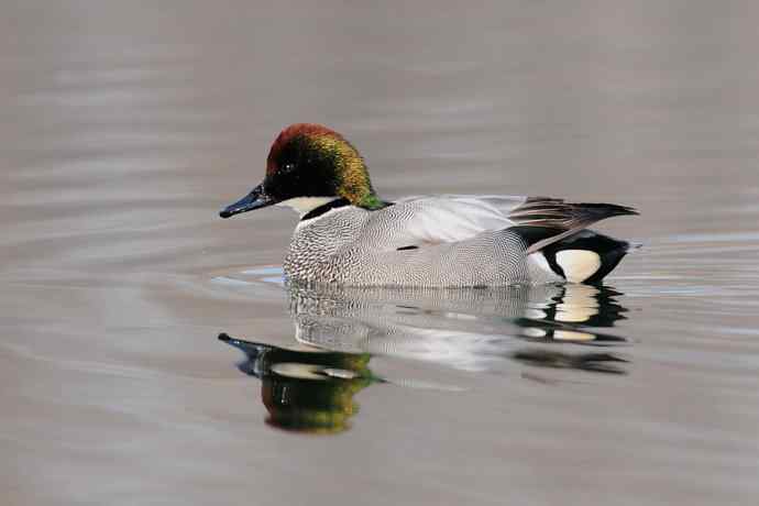 唐罗鸭 wbr八百里加急★ 唐罗鸭 wbr八百里加急★
