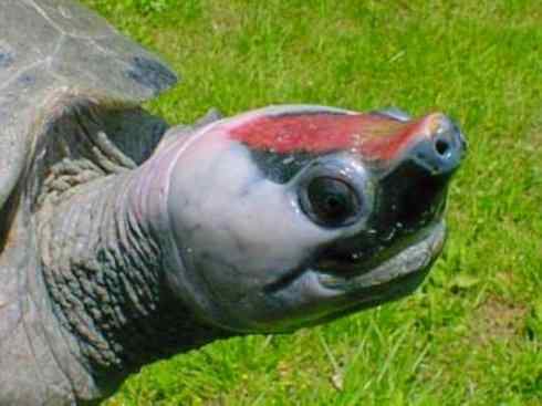 玄武：传说的兽原型探秘（潮龟）