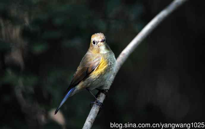 雌性红胁蓝尾鸲（62）