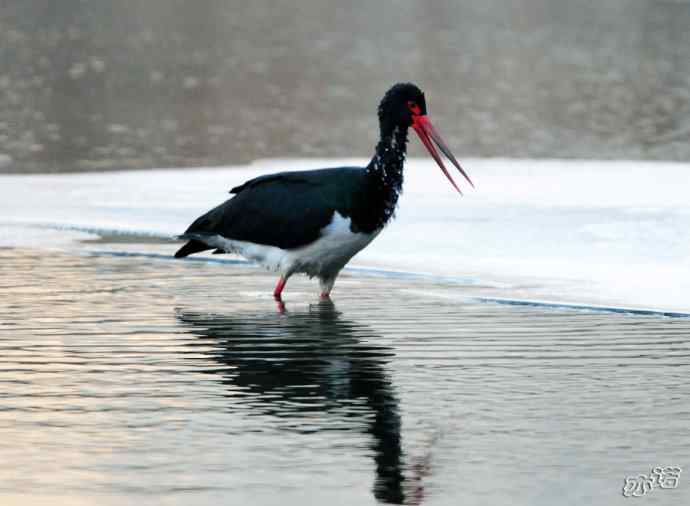 北京十渡 wbr路 wbr黑鹳 北京十渡 wbr路 wbr黑鹳