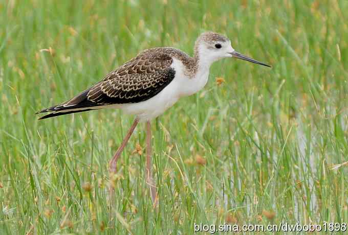 鸬鹚红腿儿和麦鸡鈥斺斈诿晒勰裥校ㄋ模