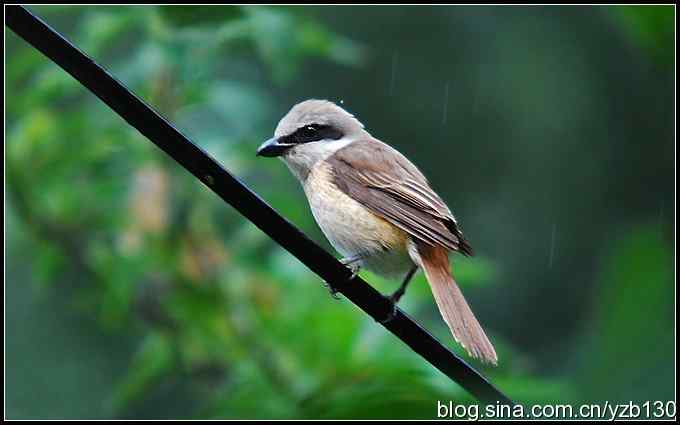 金海湖的鸟（5）鈥斺斆坝甏虻降幕冶巢停ㄗ橥迹