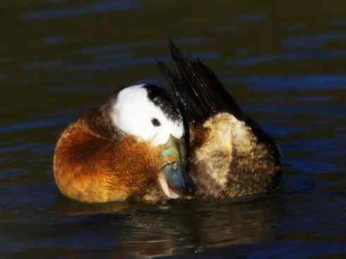 白头鸟系列:另类的美丽8 白头鸟系列:另类的美丽8