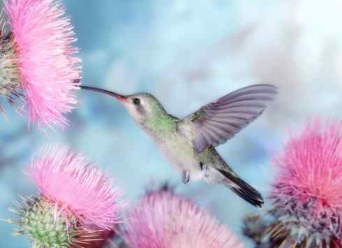 猎奇:十大奇异鸟类之四 猎奇:十大奇异鸟类之四