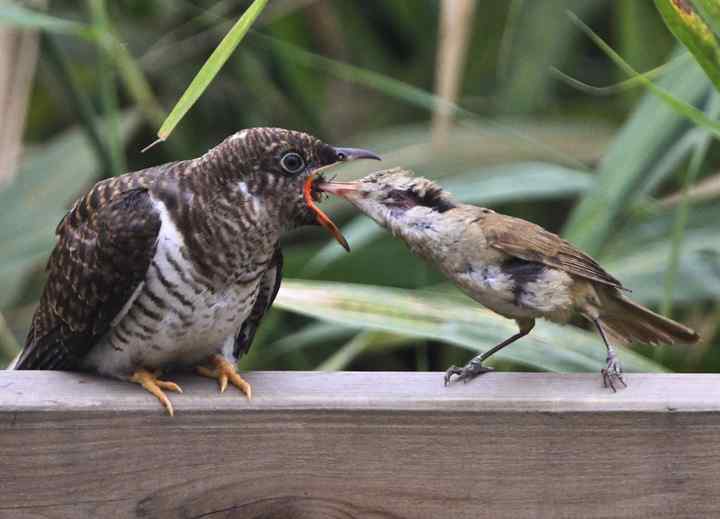 杜鹃：鸟类的黑手党