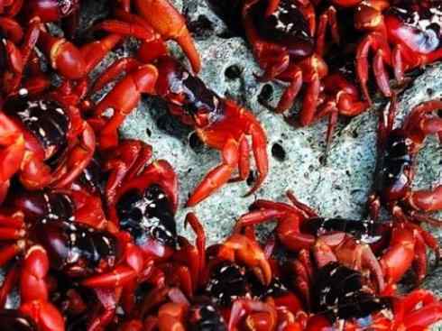 自然奇观:动物大迁徙(红蟹) 自然奇观:动物大迁徙(红蟹)