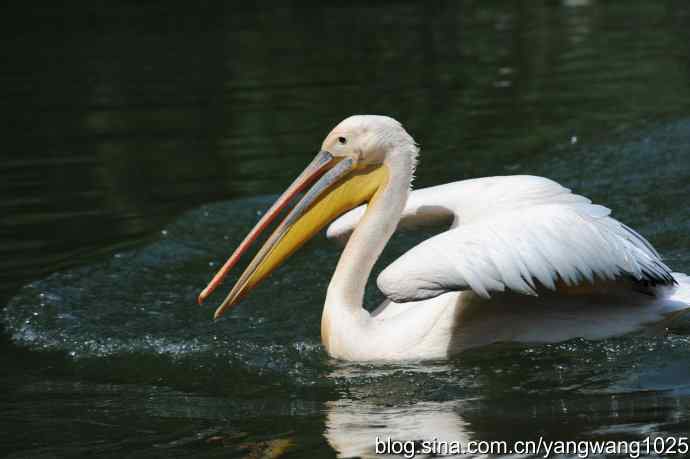 明星（鹈鹕大白）