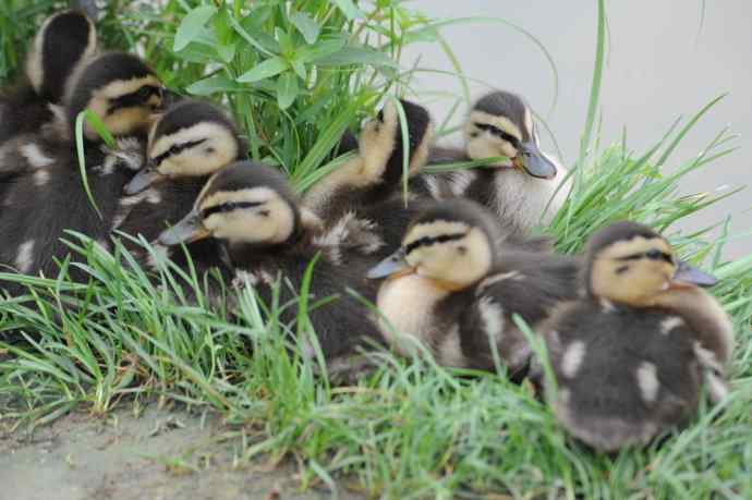 北京动物园的鸟类——午休