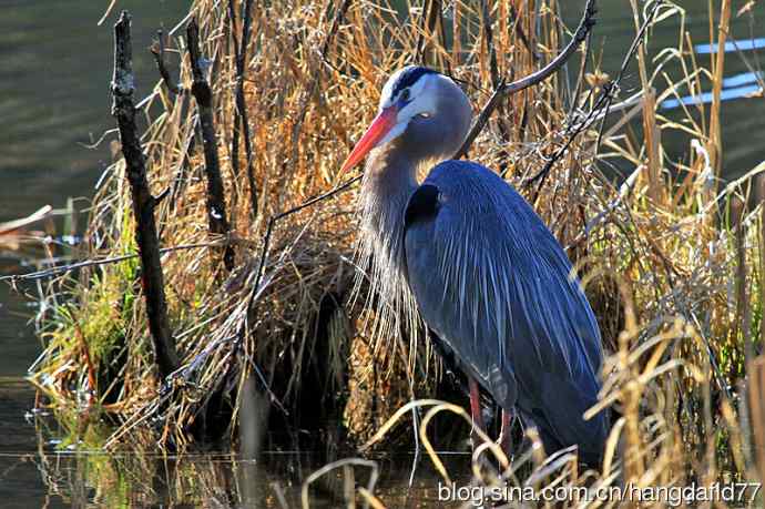大蓝鹭(5) 大蓝鹭(5)