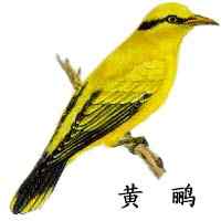 鸟类的领域