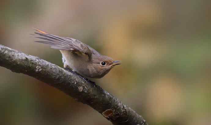 赭红尾鸲唱黄花 赭红尾鸲唱黄花