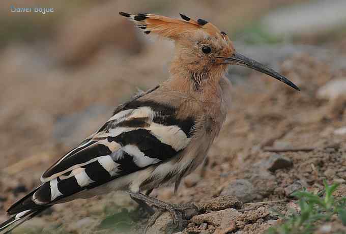 震旦鸦雀和几只小鸟