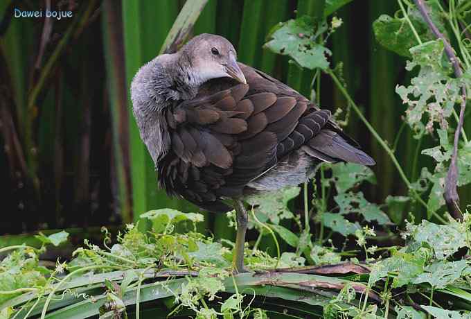 黑水鸡少年健身版