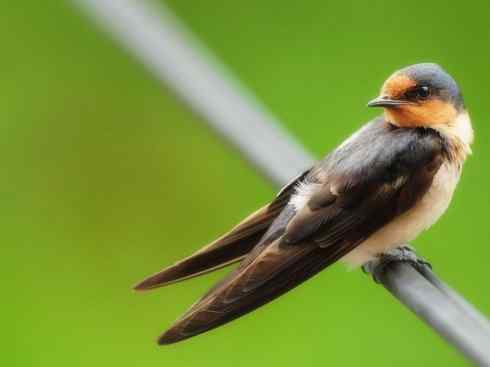 十大鸟类建筑师之一（家燕、金丝燕）