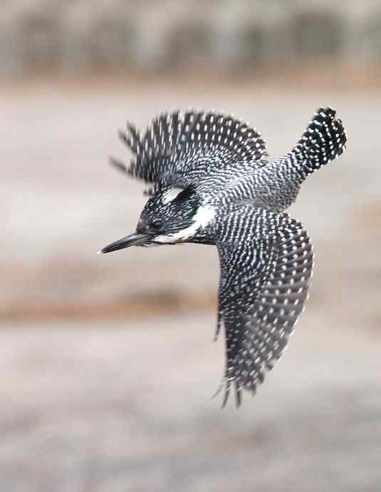 鈥湽封潱ü谟愎罚┯朊畏上