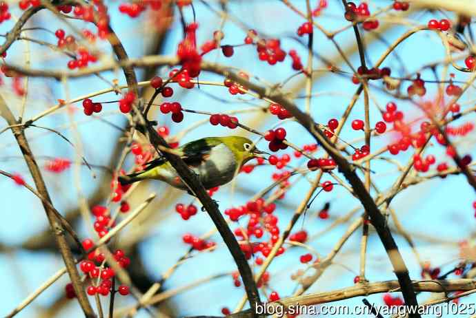 北京植物园的鸟类——红胁绣眼鸟（6）