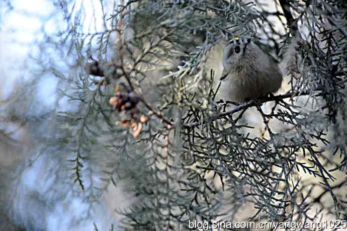 柏树丛中的戴菊 wbr3
