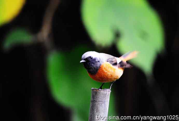 雄性北红尾鸲（21）