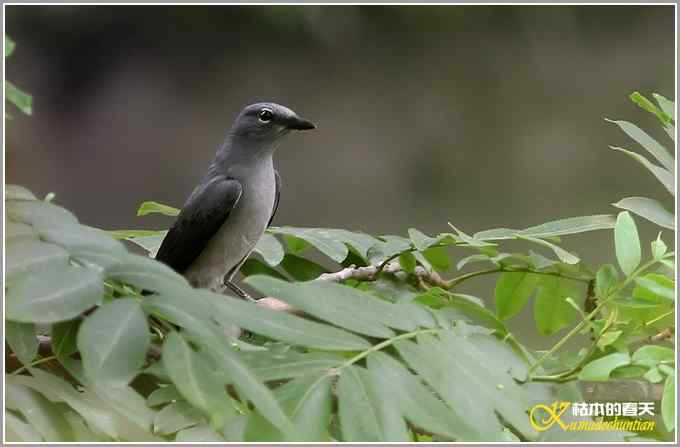 虎纹伯劳&bull;暗灰鹃鵙【照片】