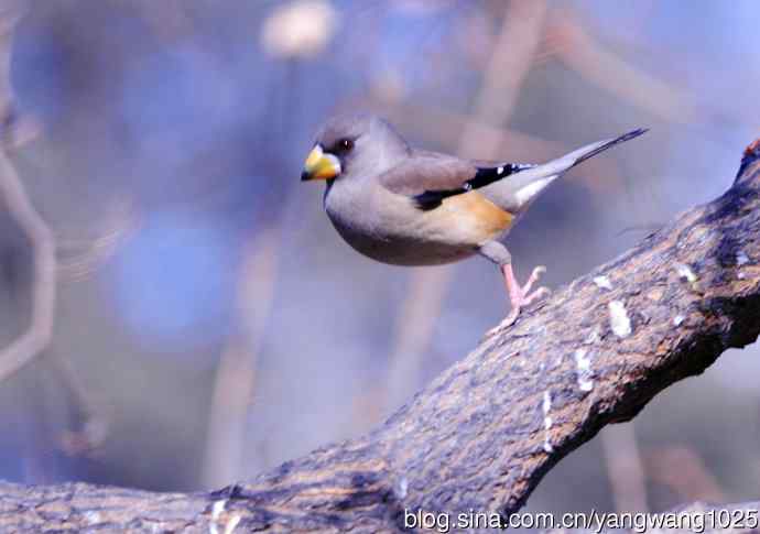 黑尾蜡嘴雀 wbr3