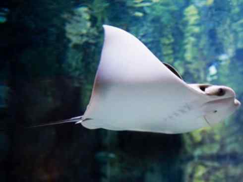 自然奇观：动物大迁徙(鲼)