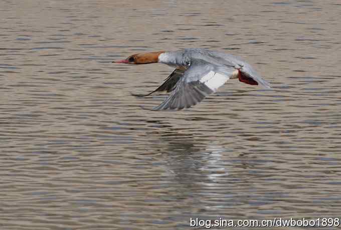 白河峡谷：鹮嘴儿小猫拍不够