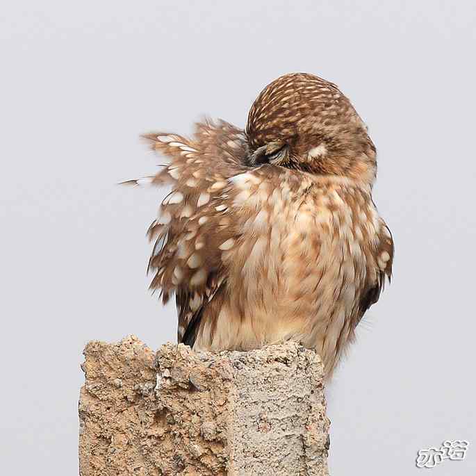 官厅水库&nbsp;wbr路&nbsp;wbr练桩的纵纹腹小鸮