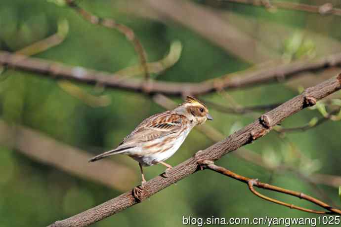 雌性黄喉鹀（13）