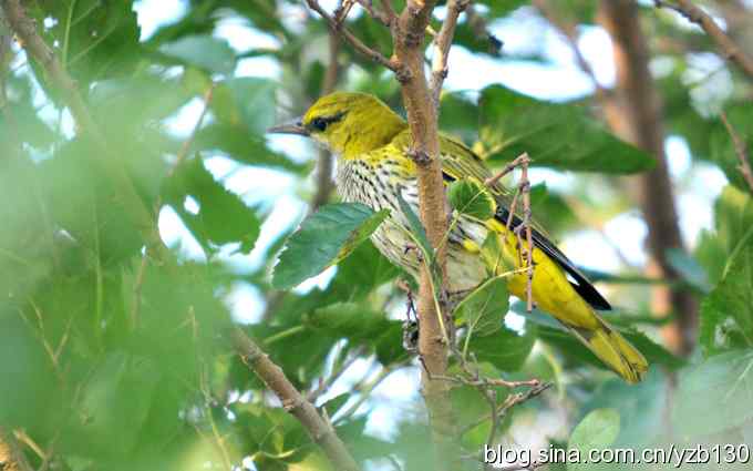 北戴河边寻鹬鹭，偶遇黄鹂鸣翠柳（组图）