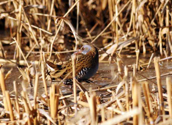 蓝胸秧鸡（记录版）