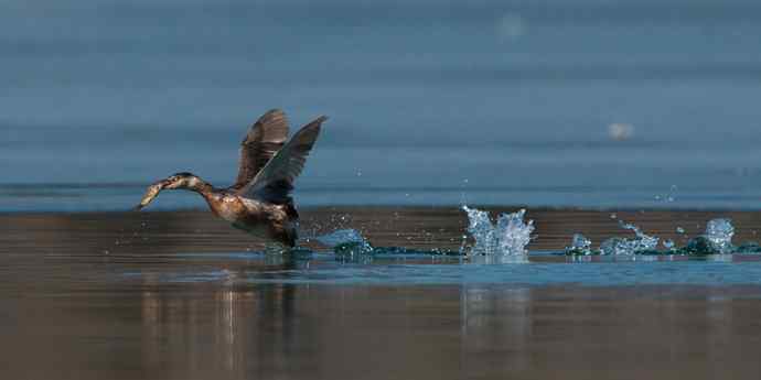 白秋沙鸭抢劫小
