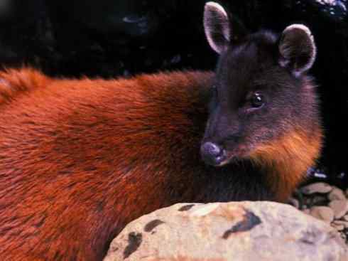 麒麟：传说的兽原型探秘（白尾鹿）