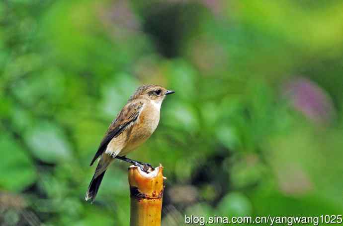 雌性黑喉石即鸟（1）