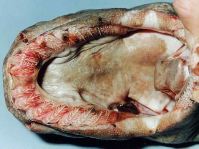 鱼类活化石：皱鳃鲨