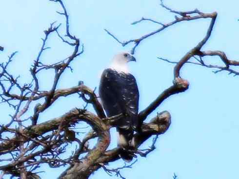 白头鸟系列：另类的美丽（燕尾鸢）