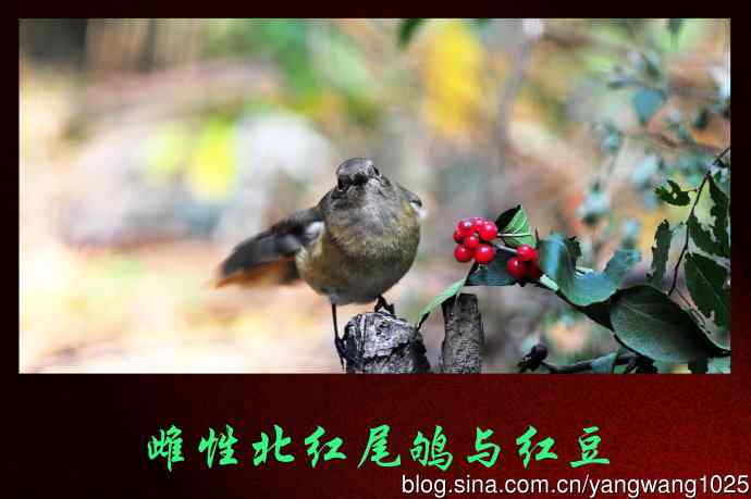 雌性北红尾鸲与红豆