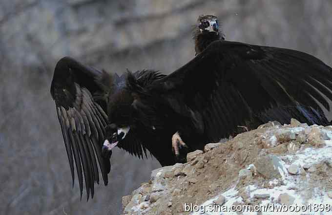 实拍京城雪后秃鹫的生猛大餐