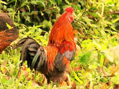 凤凰：传说的鸟原型探秘（原鸡）