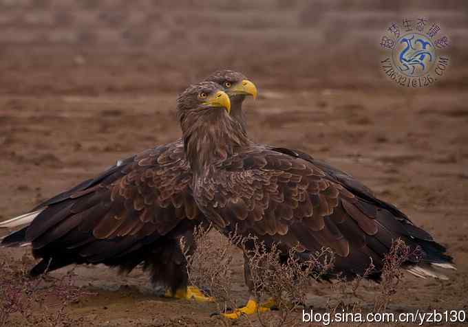 难忘断背山（组图，一个视频，20张图片）