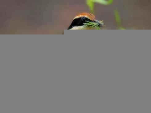 美丽无罪：雀鸟之八色鸫