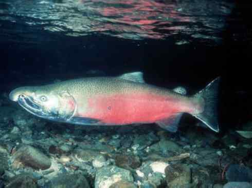 自然奇观：动物大迁徙(大马哈鱼)