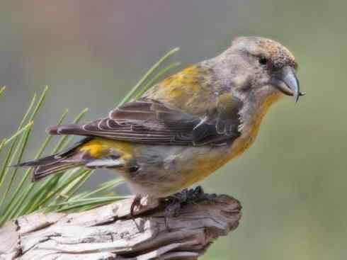 家禽驯化之源之二十六