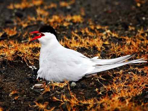 自然奇观：动物大迁徙(燕鸥类)