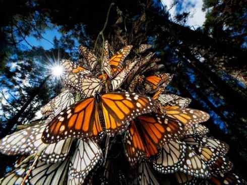 自然奇观：动物大迁徙(帝王蝶）