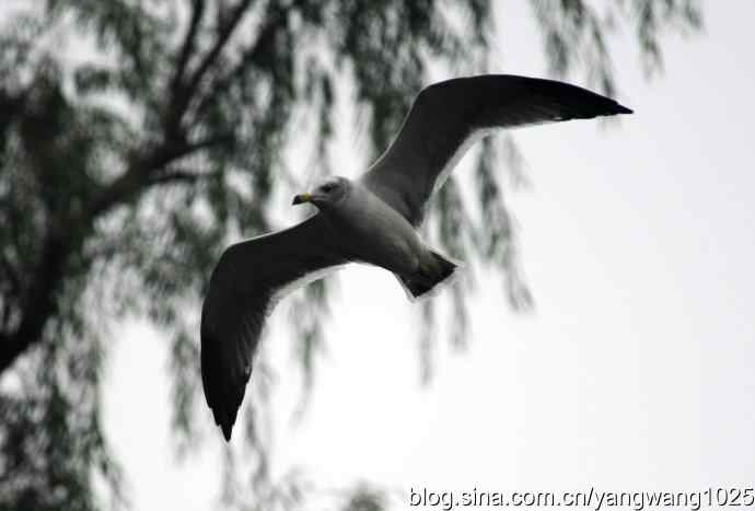 雨前、雾中拍水禽（十月十日杂片纪实）