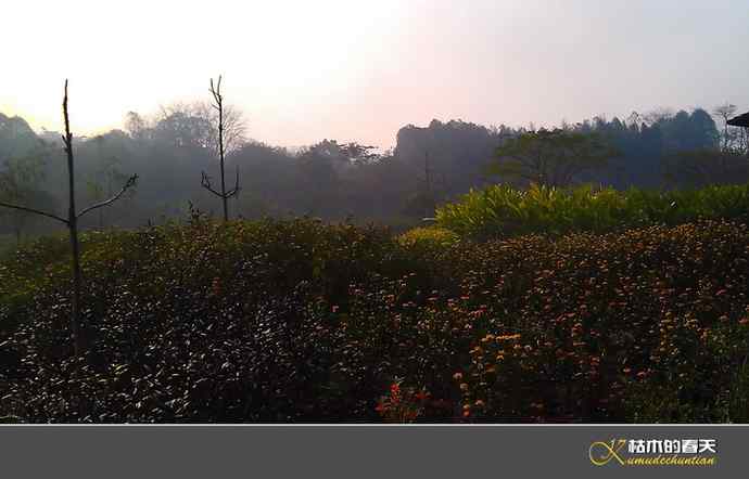 西双版纳拍鸟之一【实拍】