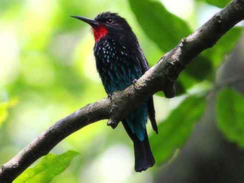 绝色攀禽:佛法僧目之蜂虎 绝色攀禽:佛法僧目之蜂虎