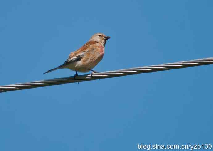 内地很难见的赤胸朱顶雀（组图，7张图片）