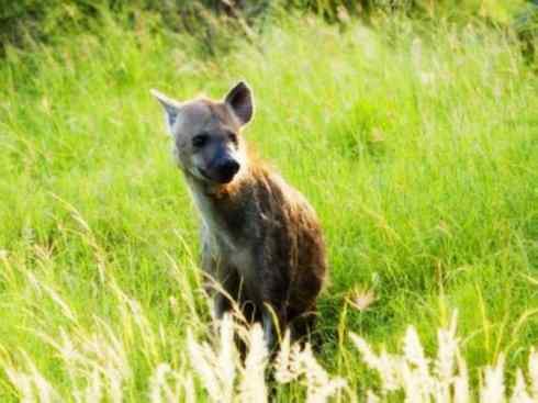 狈：传说的兽原型探秘（鬣狗）